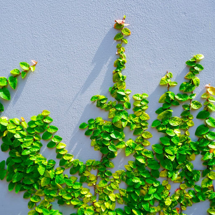 Creeping Fig Ivy