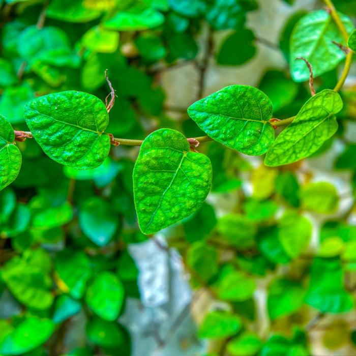 Creeping Fig Ivy