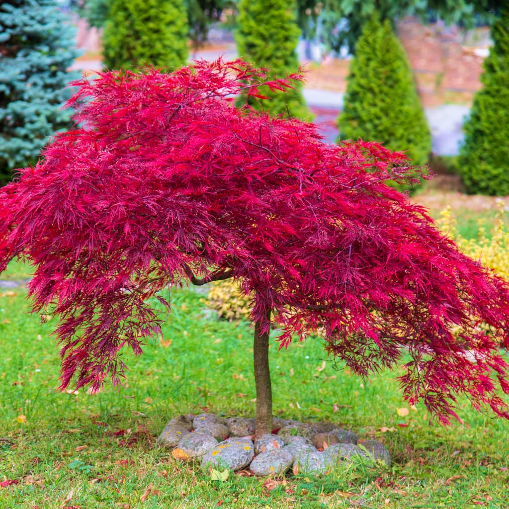 Crimson Queen Japanese Maple for Sale