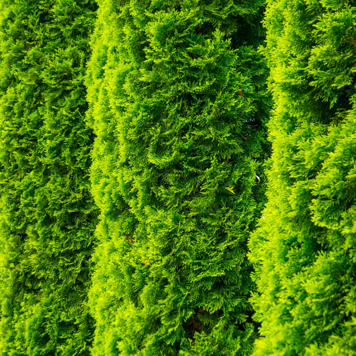 Degroot's Spire Arborvitae