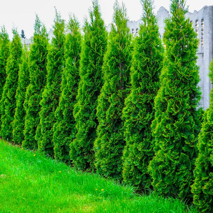 Degroot's Spire Arborvitae