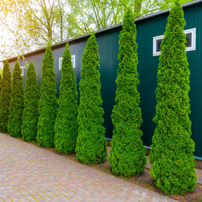 Degroot's Spire Arborvitae for Sale