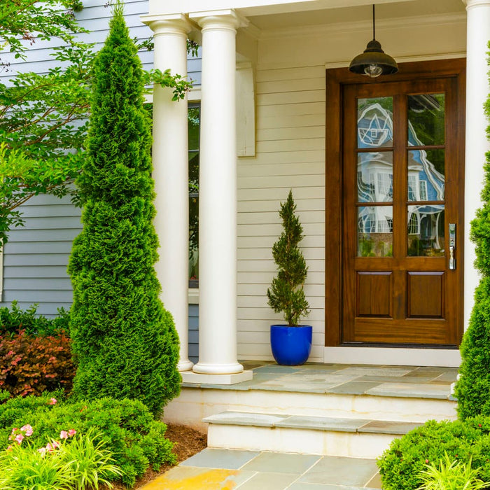 Degroot's Spire Arborvitae