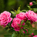 Double Knock Out Rose® Pink for Sale