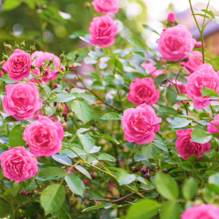 Double Knock Out Rose® Pink