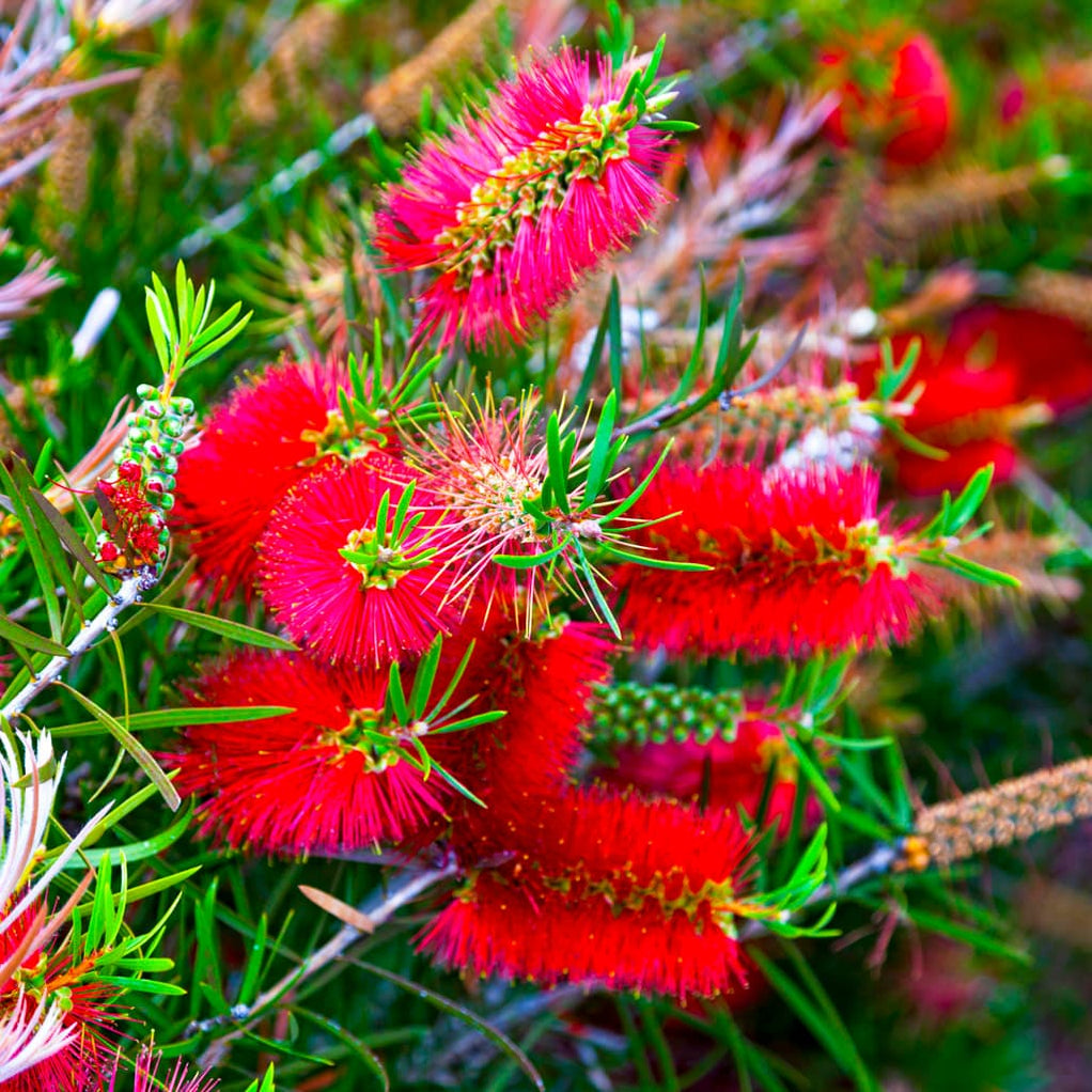 Little John Dwarf Bottlebrush —