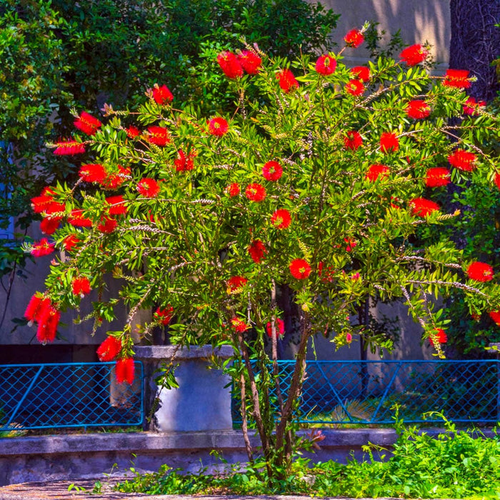 Little John Dwarf Bottlebrush