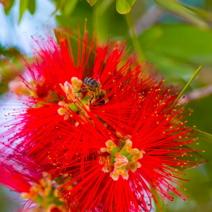 Little John Dwarf Bottlebrush