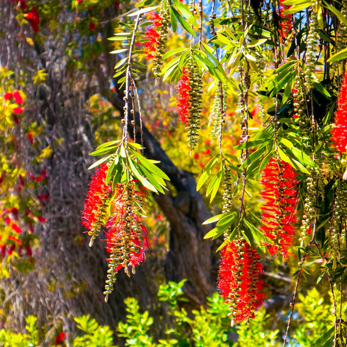 Little John Dwarf Bottlebrush