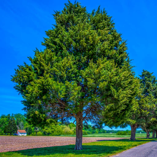 Eastern Red Cedar Tree for Sale