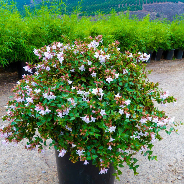 Edward Goucher Abelia for Sale