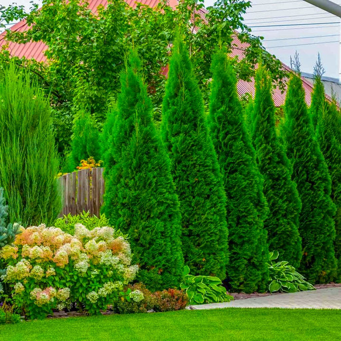 Emerald Green 'Smaragd' Arborvitae