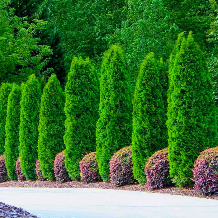 Emerald Green 'Smaragd' Arborvitae