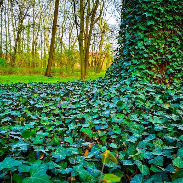 English Ivy