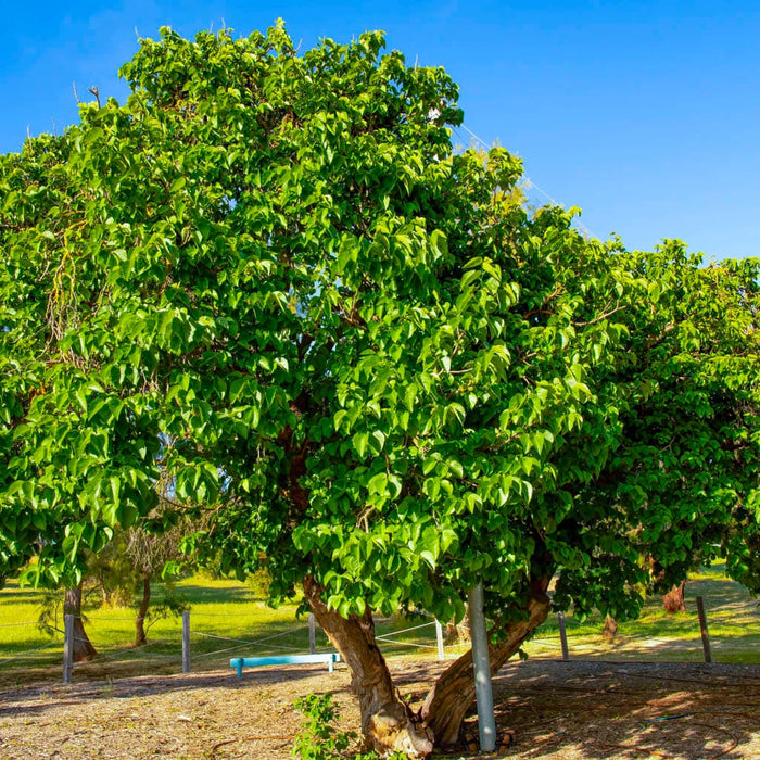 Everbearing Mulberry Tree