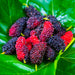 Everbearing Mulberry Tree for Sale