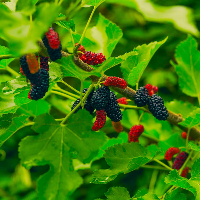 Everbearing Mulberry Tree