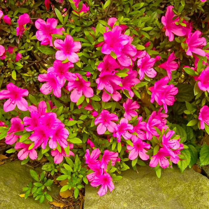 Dogwood Rhododendron Azalea