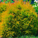 Fire Chief™ Arborvitae for Sale