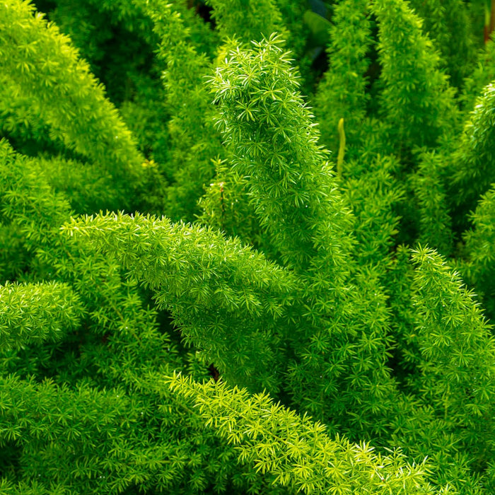 Foxtail Fern