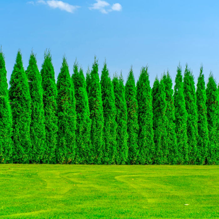 Techny Arborvitae Hedge Spacing Full Speed A Hedge® Thin Man