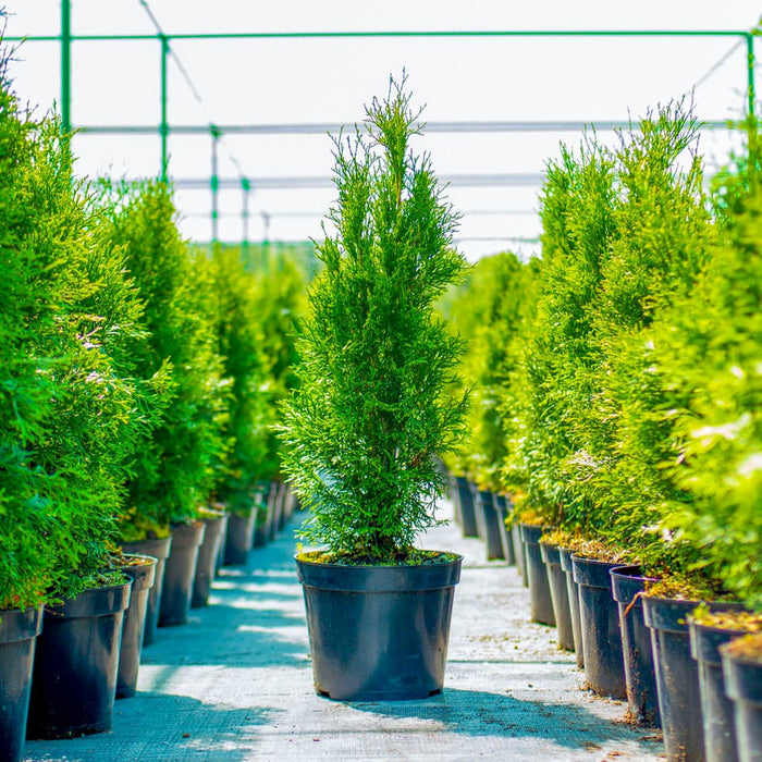 Full Speed A Hedge® Thin Man Arborvitae