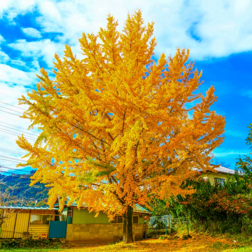 Ginkgo Tree for Sale