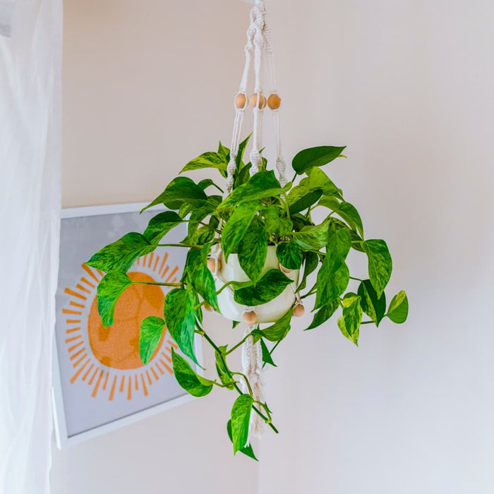 Golden Pothos