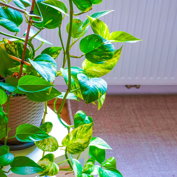 Golden Pothos