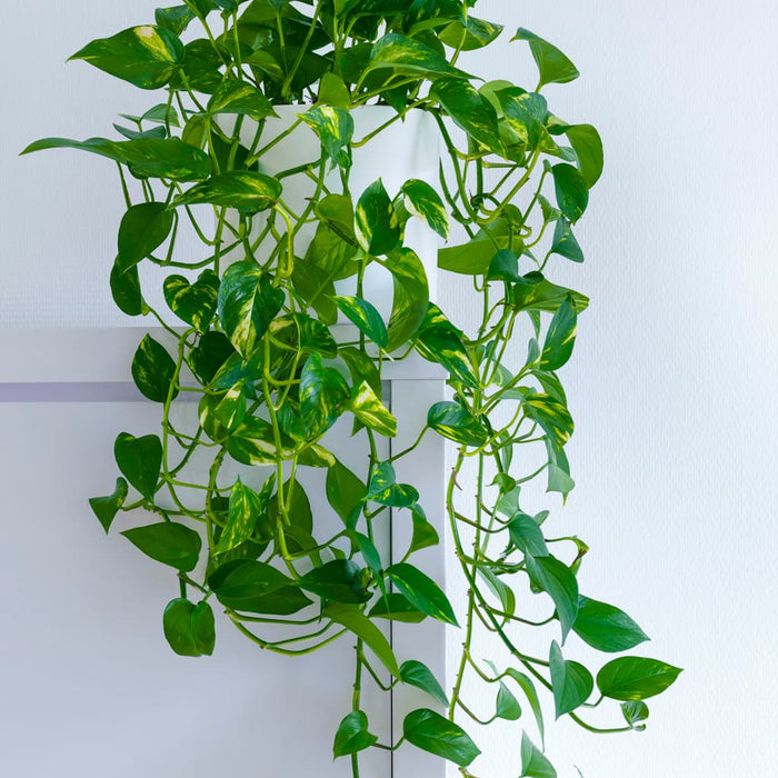 Golden Pothos