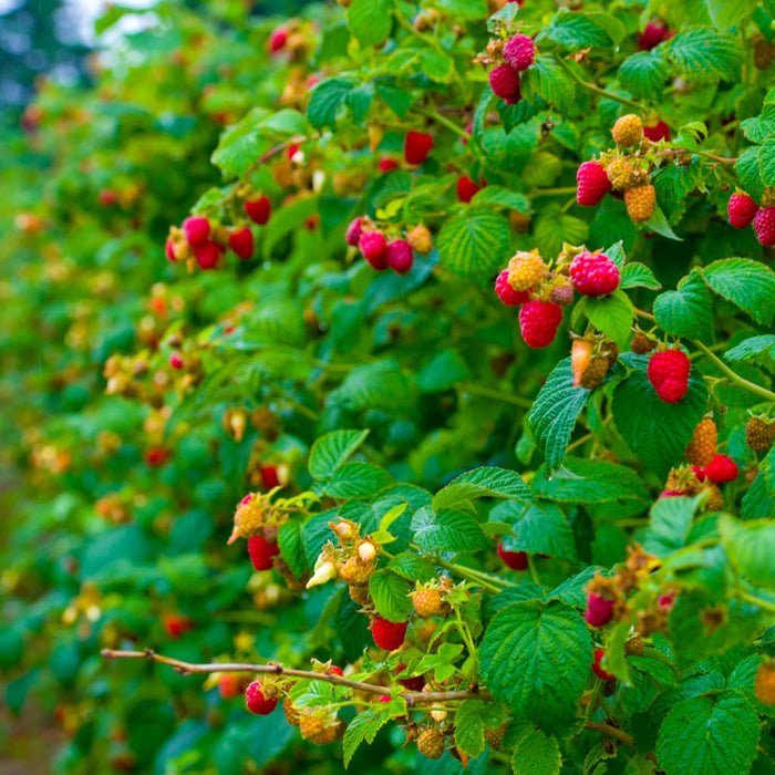 Heritage Raspberry