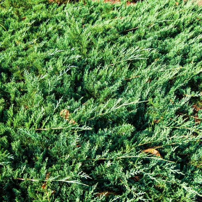 Hetz Blue Juniper