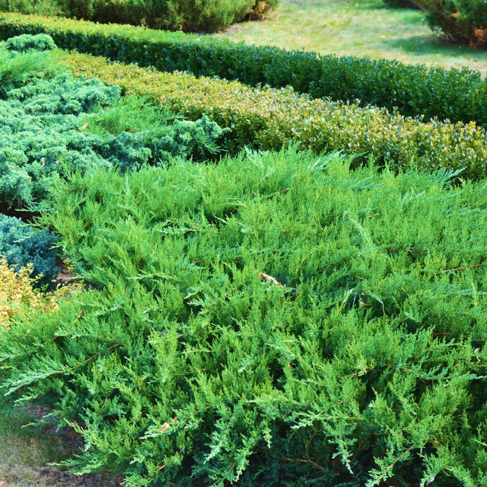 Hetz Blue Juniper