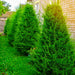 Hetz Columnar Juniper for Sale