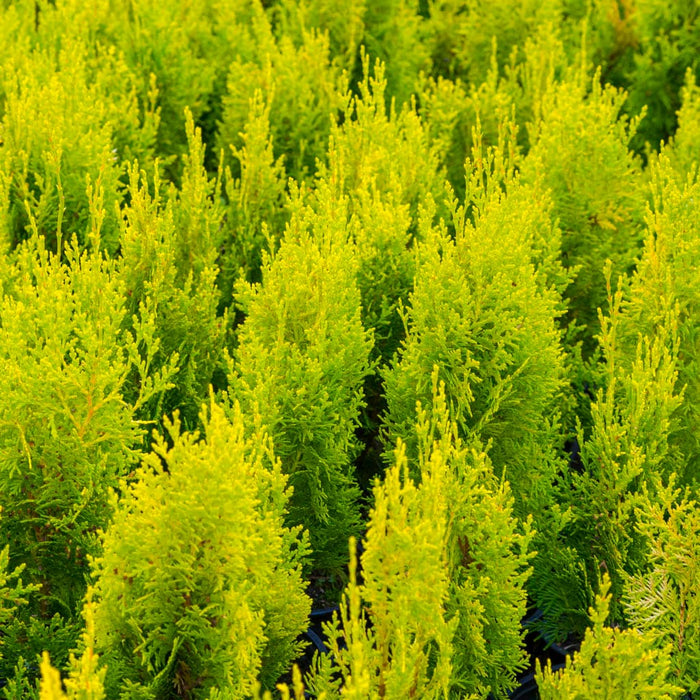 Highlights™ Janed Gold Arborvitae