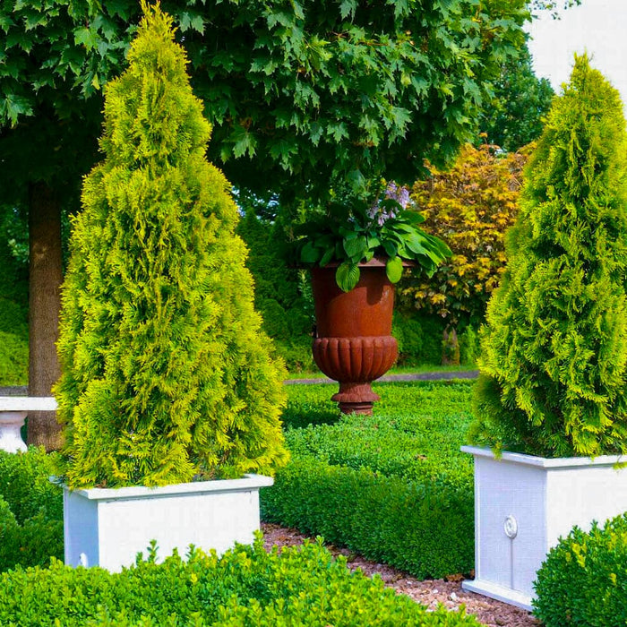 Highlights™ Janed Gold Arborvitae