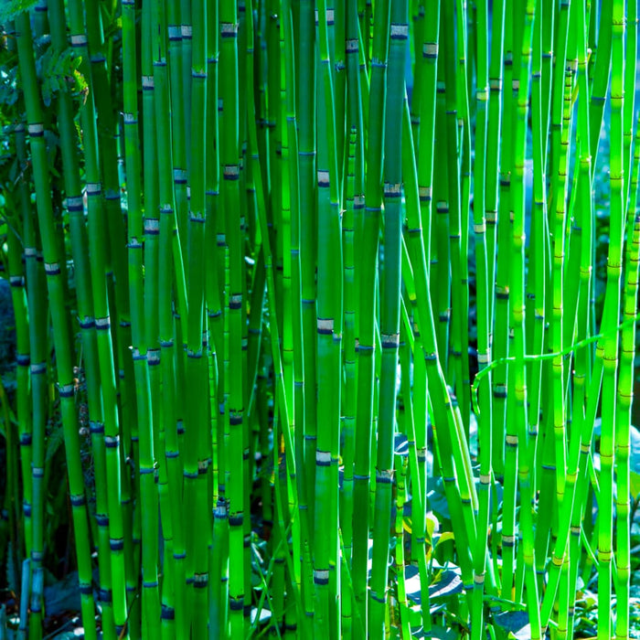 Scouring Rush Horsetail