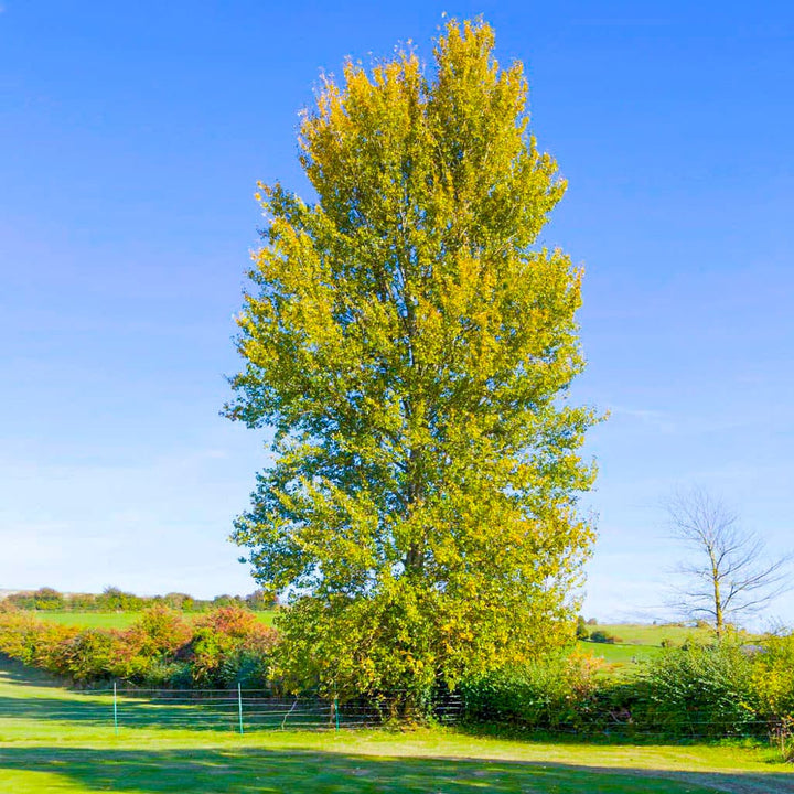 A Complete Guide to Poplar Trees: Care Planting Watering and