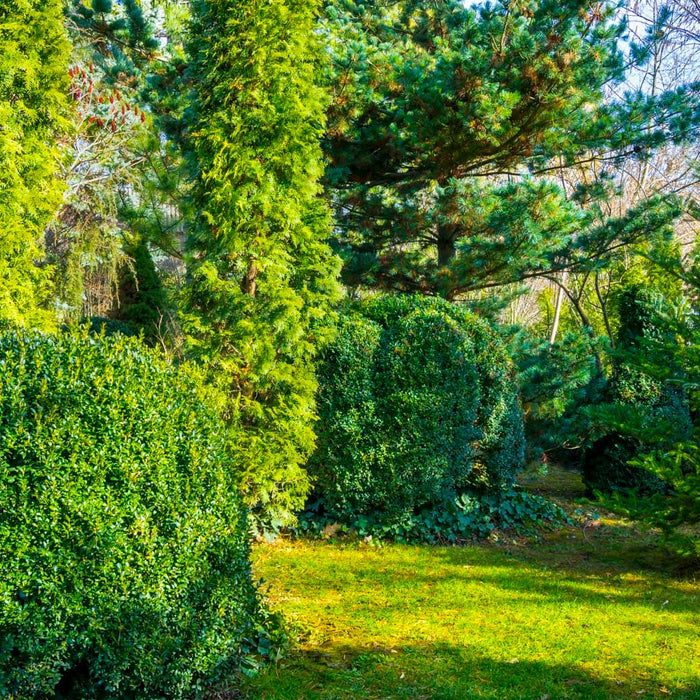 Japanese Boxwood