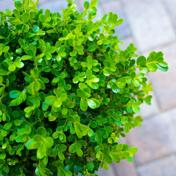 Japanese Boxwood