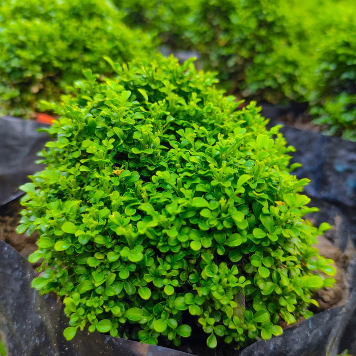 Japanese Boxwood