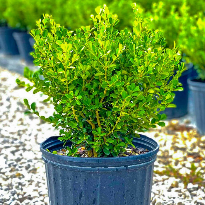 Japanese Boxwood