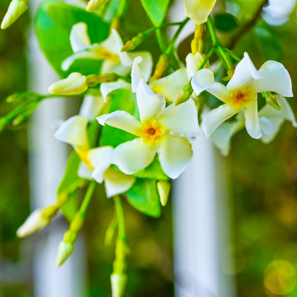 Jasmineページ Jasmine Minima For Sale — PrivacyShrubs.com