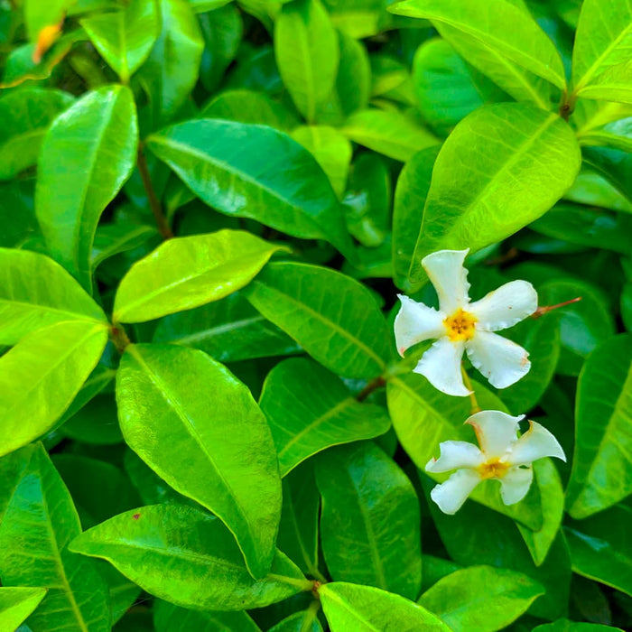 Jasmine Minima