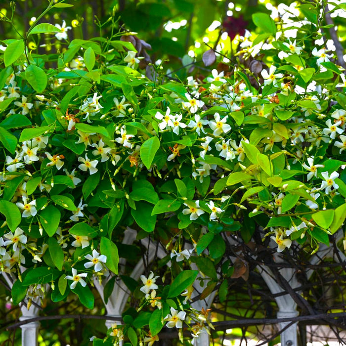 Jasmine Minima