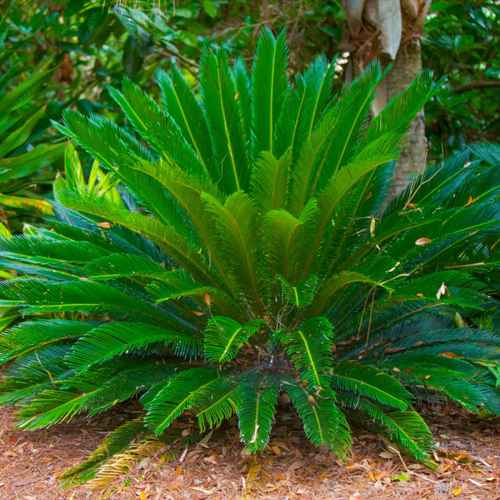 Sago Palm