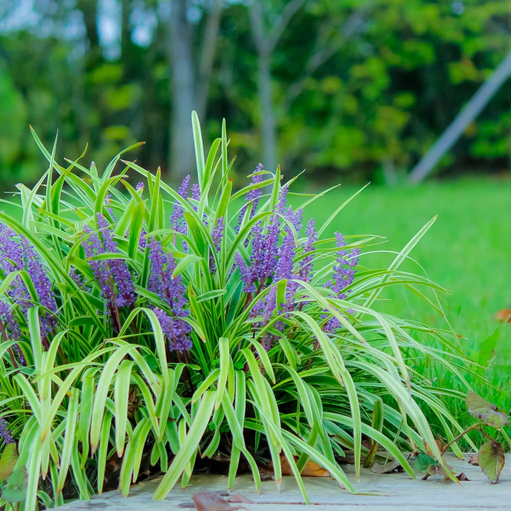 Groundcovers and Grasses