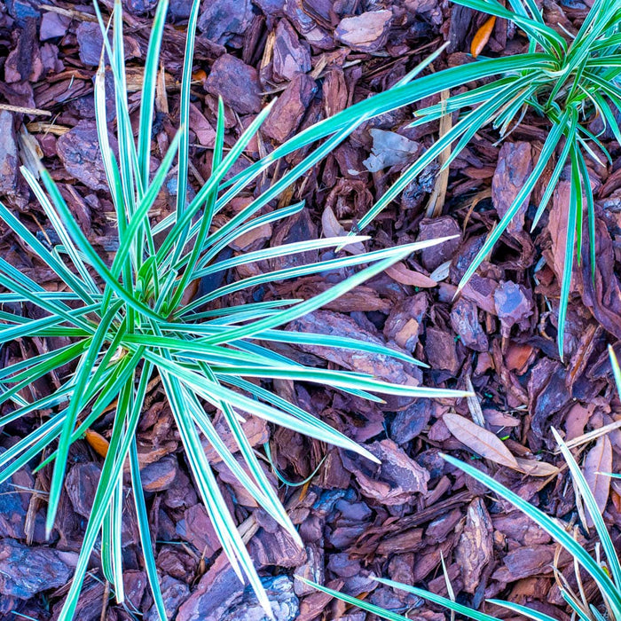 Liriope Aztec