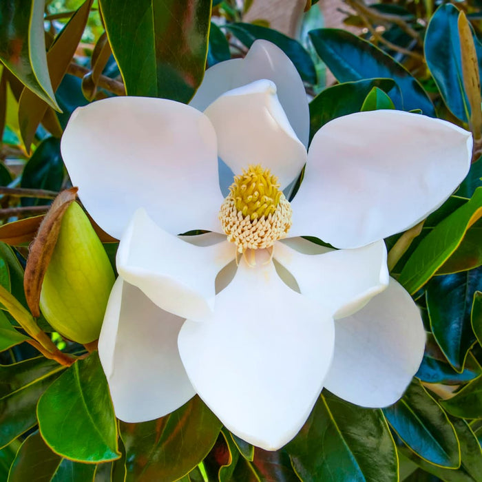 Little Gem Magnolia