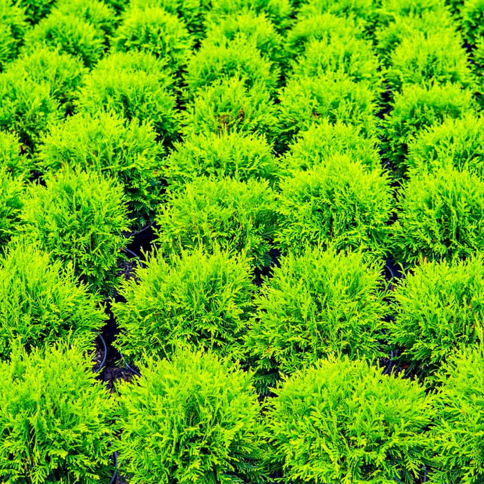 Little Giant Arborvitae